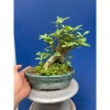 Cây Sung Bonsai Mini Gốc Dáng Đẹp – Giá chỉ 230.000đ, giảm 20%