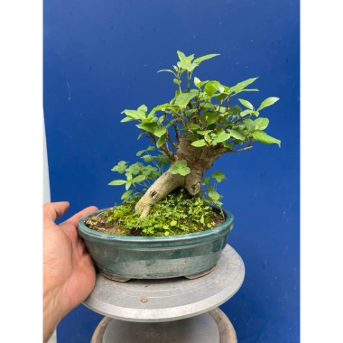 Cây Sung Bonsai Mini Gốc Dáng Đẹp – Giá chỉ 230.000đ, giảm 20%