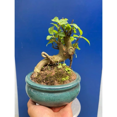 Cây Sung Bonsai Mini Gốc Dáng Đẹp – Giá chỉ 230.000đ, giảm 20% 3 Cây Sung Bonsai Mini Gốc Dáng Đẹp – Giá chỉ 230.000đ, giảm 20% 3