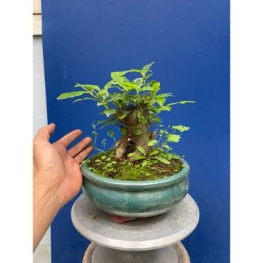 Cây Sung Bonsai Mini Gốc Dáng Đẹp – Giá chỉ 230.000đ, giảm 20% 5 Cây Sung Bonsai Mini Gốc Dáng Đẹp – Giá chỉ 230.000đ, giảm 20% 5