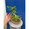Cây Sung Bonsai Mini Gốc Dáng Đẹp – Giá chỉ 230.000đ, giảm 20% 6