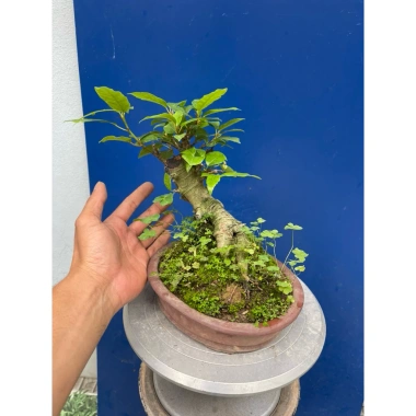 Cây Sung Bonsai Mini Gốc Dáng Đẹp – Giá chỉ 230.000đ, giảm 20% 6 Cây Sung Bonsai Mini Gốc Dáng Đẹp – Giá chỉ 230.000đ, giảm 20% 6