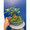 Cây Sung Bonsai Mini Gốc Dáng Đẹp – Giá chỉ 230.000đ, giảm 20% 8