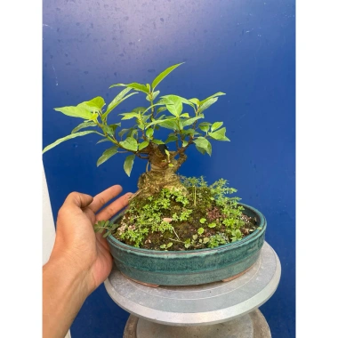 Cây Sung Bonsai Mini Gốc Dáng Đẹp – Giá chỉ 230.000đ, giảm 20%
