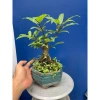 Cây Sung Bonsai Mini Gốc Dáng Đẹp – Giá chỉ 230.000đ, giảm 20% 9