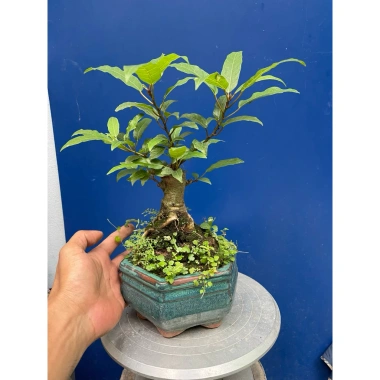 Cây Sung Bonsai Mini Gốc Dáng Đẹp – Giá chỉ 230.000đ, giảm 20%