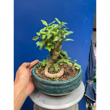 Cây Sung Bonsai Mini Gốc Dáng Đẹp – Giá chỉ 230.000đ, giảm 20% 10 Cây Sung Bonsai Mini Gốc Dáng Đẹp – Giá chỉ 230.000đ, giảm 20% 10