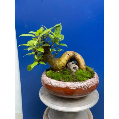 Cây sung mini dáng làng gốc già đẹp - Giá chỉ 230.000 VNĐ, giảm 46.000