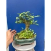Cây sung mini dáng làng gốc già đẹp - Giá chỉ 230.000 VNĐ, giảm 46.000 3