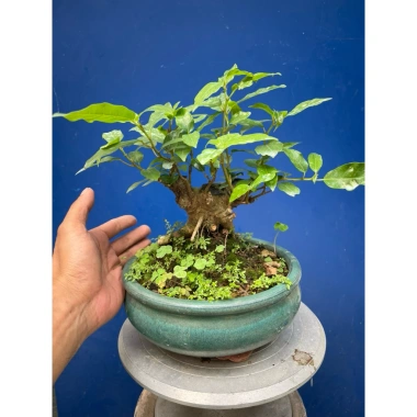 Cây sung mini dáng làng gốc già đẹp - Giá chỉ 230.000 VNĐ, giảm 46.000 7