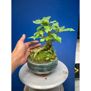 Cây sung mini dáng làng gốc già đẹp - Giá chỉ 230.000 VNĐ, giảm 46.000 8
