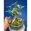 Cây sung mini dáng làng gốc già đẹp - Giá chỉ 230.000 VNĐ, giảm 46.000 9