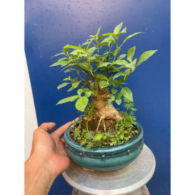 Cây sung mini dáng làng gốc già đẹp - Giá chỉ 230.000 VNĐ, giảm 46.000 10