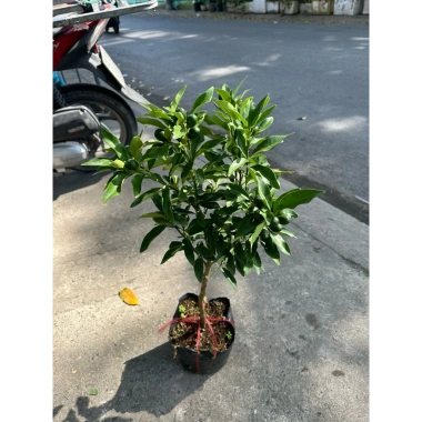 Cây Tắc Mỹ Trái Dài Mini – Sai trái ngon, dễ chăm, trang trí ban công, chỉ 75k