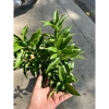 Cây Tắc Mỹ Trái Dài Mini – Sai trái ngon, dễ chăm, trang trí ban công, chỉ 75k 2