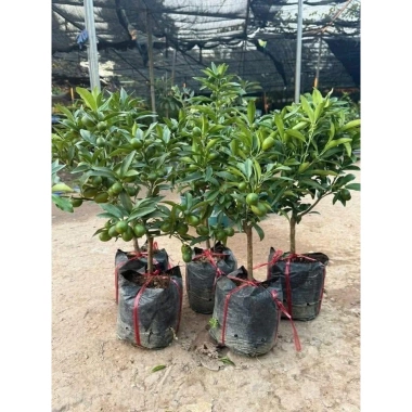 Cây Tắc Mỹ Trái Dài Mini – Sai trái ngon, dễ chăm, trang trí ban công, chỉ 75k 3