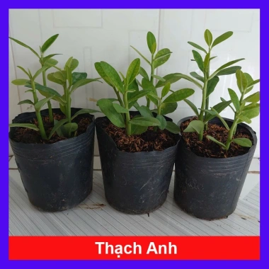 Cây Thạch Anh chậu 4 cây cao 10-15cm - Dược liệu, giá ưu đãi 60.000đ, giảm tới 18%