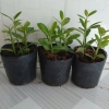 Cây Thạch Anh chậu 4 cây cao 10-15cm - Dược liệu, giá ưu đãi 60.000đ, giảm tới 18% 4