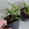 Cây Thạch Anh chậu 4 cây cao 10-15cm - Dược liệu, giá ưu đãi 60.000đ, giảm tới 18% 5