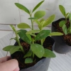 Cây Thạch Anh chậu 4 cây cao 10-15cm - Dược liệu, giá ưu đãi 60.000đ, giảm tới 18% 6