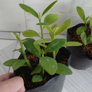Cây Thạch Anh chậu 4 cây cao 10-15cm - Dược liệu, giá ưu đãi 60.000đ, giảm tới 18%