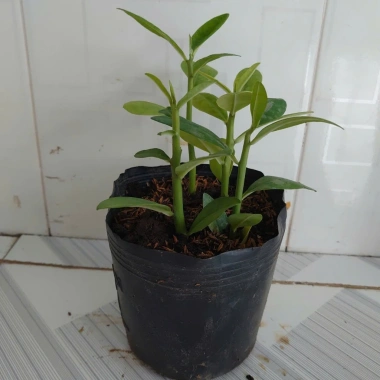 Cây Thạch Anh chậu 4 cây cao 10-15cm - Dược liệu, giá ưu đãi 60.000đ, giảm tới 18% 7 Cây Thạch Anh chậu 4 cây cao 10-15cm - Dược liệu, giá ưu đãi 60.000đ, giảm tới 18% 7