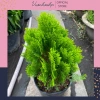 Cây trắc bách diệp 30cm trồng bịng đen - Trang trí bàn làm việc mini, giá 55.000đ, lỗi 1 đổi
