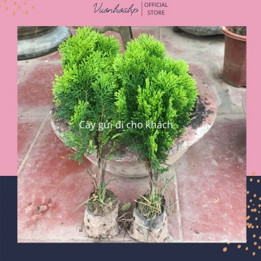 Cây trắc bách diệp 30cm trồng bịng đen - Trang trí bàn làm việc mini, giá 55.000đ, lỗi 1 đổi 4
