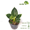 Cây Trầu Bà Đế Vương Kim Cương Mini - Hoàng Kim - Cây Để Bàn Giá Ưu Đãi 66.000₫