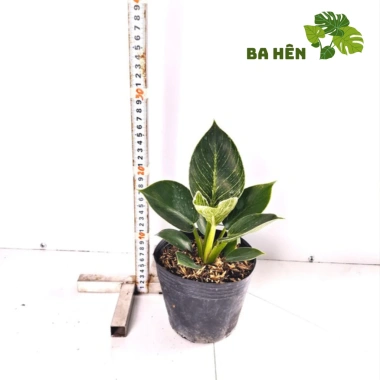 Cây Trầu Bà Đế Vương Kim Cương Mini - Hoàng Kim - Cây Để Bàn Giá Ưu Đãi 66.000₫