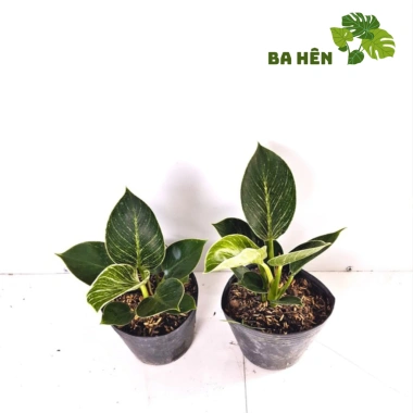 Cây Trầu Bà Đế Vương Kim Cương Mini - Hoàng Kim - Cây Để Bàn Giá Ưu Đãi 66.000₫