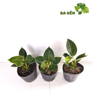 Cây Trầu Bà Đế Vương Kim Cương Mini - Hoàng Kim - Cây Để Bàn Giá Ưu Đãi 66.000₫