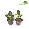 Cây Trầu Bà Đế Vương Kim Cương Mini - Hoàng Kim - Cây Để Bàn Giá Ưu Đãi 66.000₫ 5