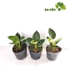 Cây Trầu Bà Đế Vương Kim Cương Mini - Hoàng Kim - Cây Để Bàn Giá Ưu Đãi 66.000₫ 6
