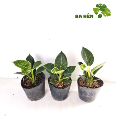 Cây Trầu Bà Đế Vương Kim Cương Mini - Hoàng Kim - Cây Để Bàn Giá Ưu Đãi 66.000₫