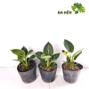 Cây Trầu Bà Đế Vương Kim Cương Mini - Hoàng Kim - Cây Để Bàn Giá Ưu Đãi 66.000₫ 7