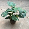 Cây trầu bà Monstera 3 thân lá xẻ 50cm – lá to đẹp, dễ trồng, trang trí nội thất