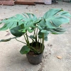 Cây trầu bà Monstera 3 thân lá xẻ 50cm – lá to đẹp, dễ trồng, trang trí nội thất 2
