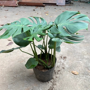 Cây trầu bà Monstera 3 thân lá xẻ 50cm – lá to đẹp, dễ trồng, trang trí nội thất 2