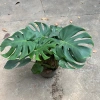 Cây trầu bà Monstera 3 thân lá xẻ 50cm – lá to đẹp, dễ trồng, trang trí nội thất 3
