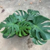 Cây trầu bà Monstera 3 thân lá xẻ 50cm – lá to đẹp, dễ trồng, trang trí nội thất 4