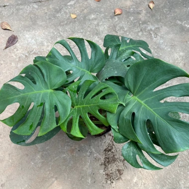 Cây trầu bà Monstera 3 thân lá xẻ 50cm – lá to đẹp, dễ trồng, trang trí nội thất 4