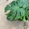 Cây trầu bà Monstera 3 thân lá xẻ 50cm – lá to đẹp, dễ trồng, trang trí nội thất 5