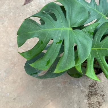 Cây trầu bà Monstera 3 thân lá xẻ 50cm – lá to đẹp, dễ trồng, trang trí nội thất 5
