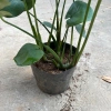 Cây trầu bà Monstera 3 thân lá xẻ 50cm – lá to đẹp, dễ trồng, trang trí nội thất 6