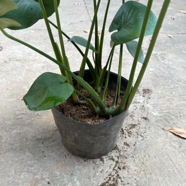 Cây trầu bà Monstera 3 thân lá xẻ 50cm – lá to đẹp, dễ trồng, trang trí nội thất 6