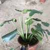 Cây trầu bà Monstera 3 thân lá xẻ 50cm – lá to đẹp, dễ trồng, trang trí nội thất 7