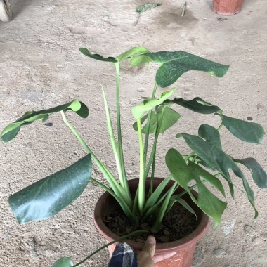 Cây trầu bà Monstera 3 thân lá xẻ 50cm – lá to đẹp, dễ trồng, trang trí nội thất 7