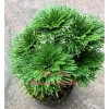 Cây Trường Sinh Thảo Bonsai Mini Dáng Cổ Thụ Bán Cạn - Terrarium Giá 20.000 Giảm 6.000