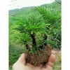 Cây Trường Sinh Thảo Bonsai Mini Dáng Cổ Thụ Bán Cạn - Terrarium Giá 20.000 Giảm 6.000 2